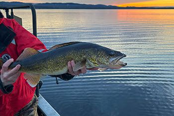 A Michigan Department of Natural Resources staffer is shown holding a captured walleye.
