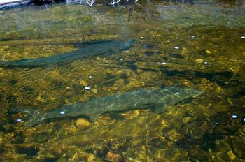 Large lake sturgeon in the Black River (Cheboygan County).