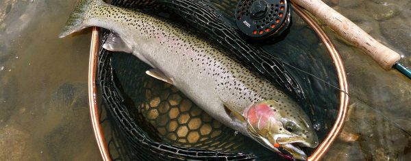 spring steelhead, fly fishing, net